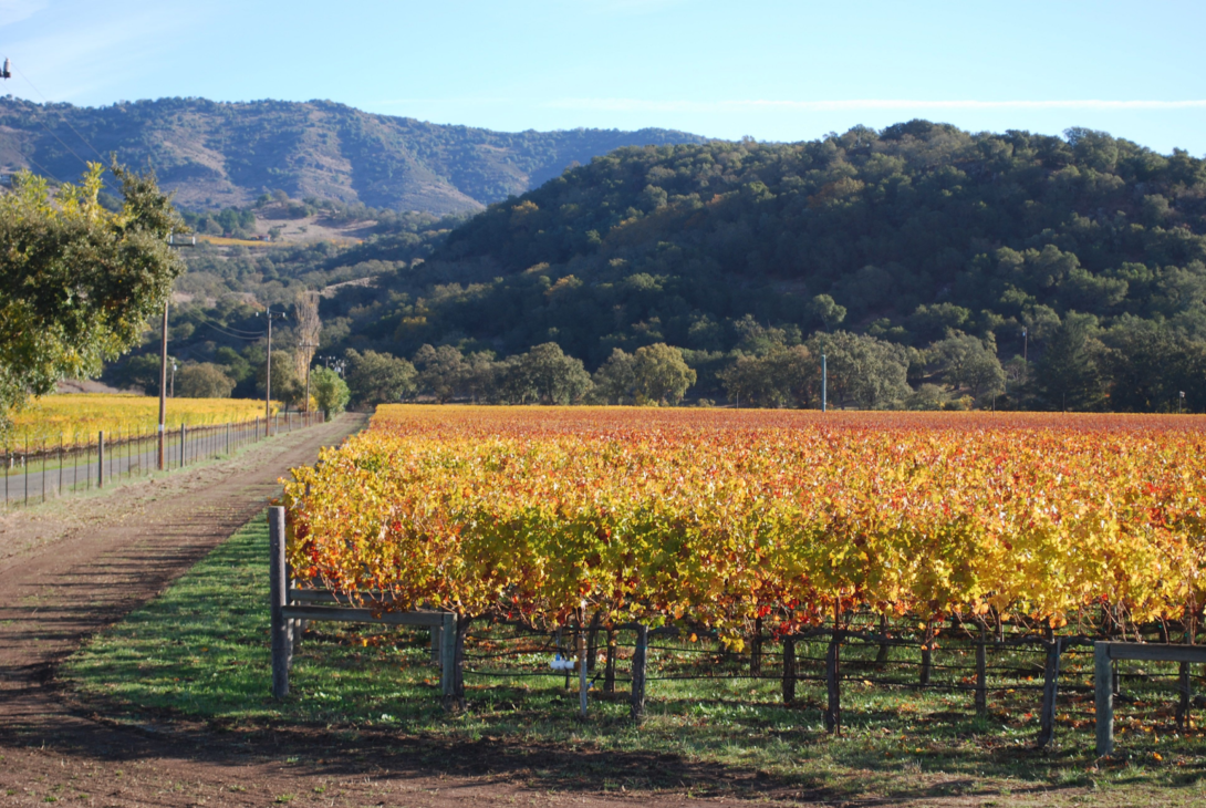 Napa Valley in october