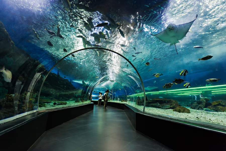 Photograph of a Walkthrough Aquarium