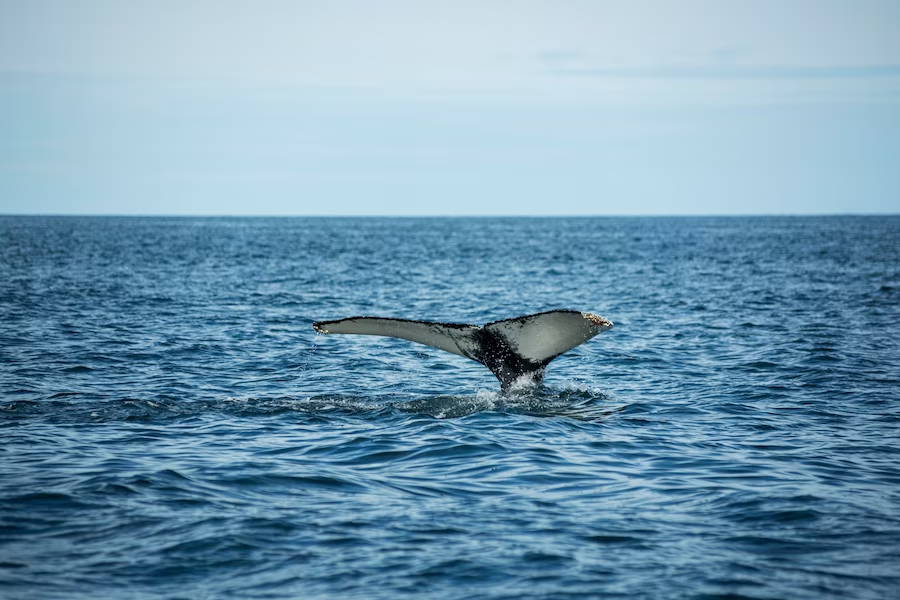 Visible wail tail in the water