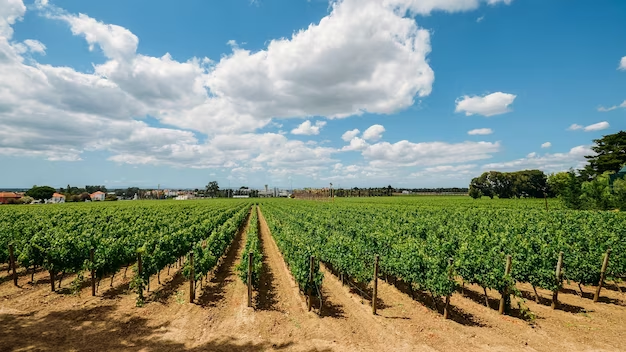 Orderly vineyard arrangement