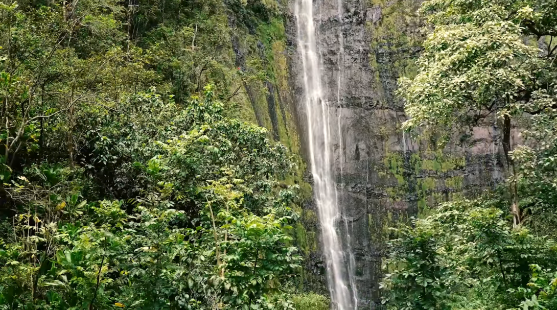 waterfall and trees around it 