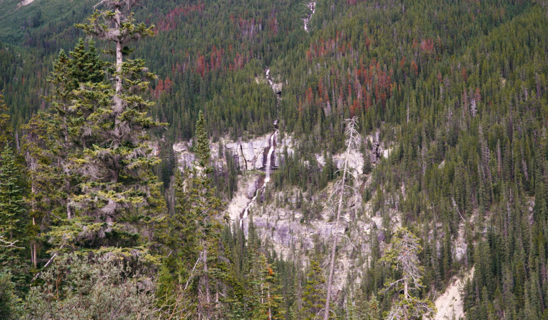 hills covered with green and red trees