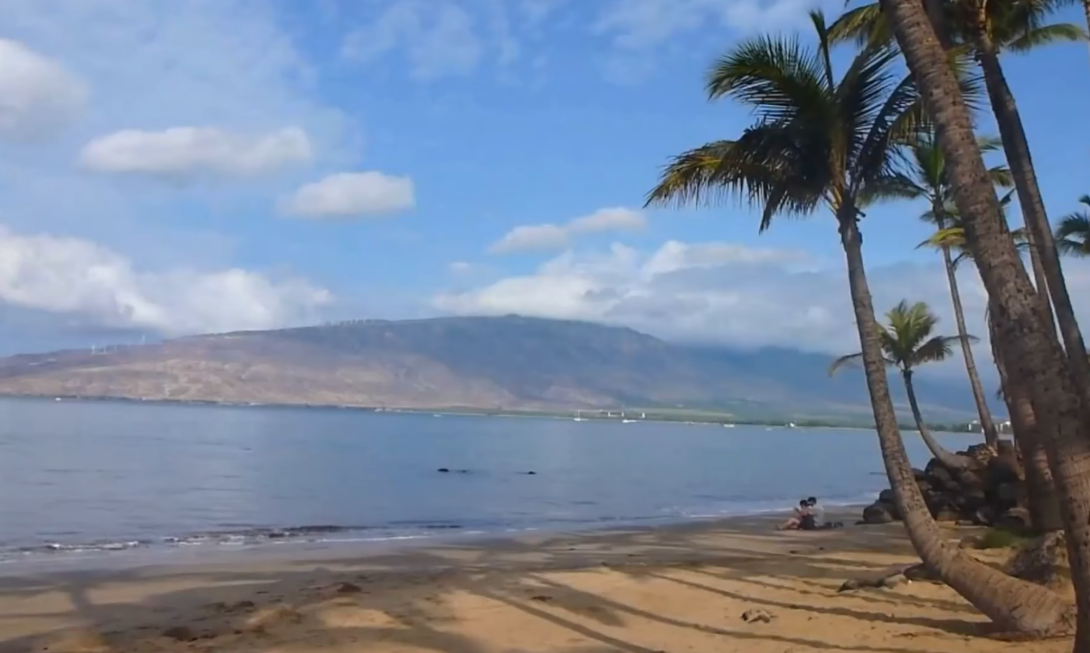 Hanalei beach, people sittings under the plams, and mountains far away