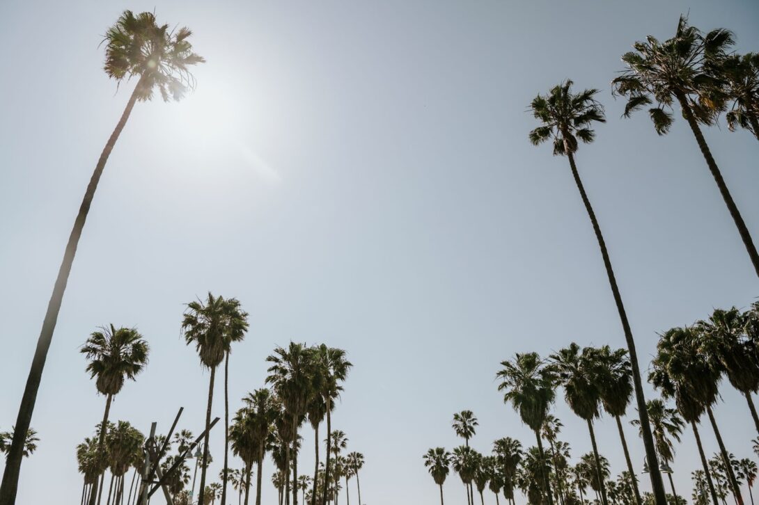 Close up of of palm trees