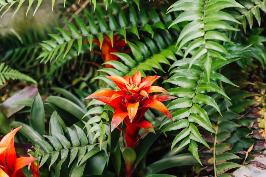 red bromeliads in nature